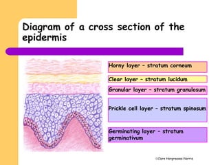 Clare Hargreaves-Norris
Diagram of a cross section of the
epidermis
Horny layer – stratum corneum
Clear layer – stratum lucidum
Granular layer – stratum granulosum
Prickle cell layer – stratum spinosum
Germinating layer – stratum
germinativum
 