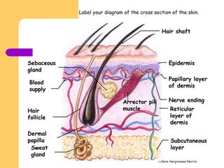 Clare Hargreaves-Norris
Papillary layer
of dermis
Sebaceous
gland
Nerve ending
Hair
follicle
Arrector pili
muscle
Subcutaneous
layer
Reticular
layer of
dermis
Sweat
gland
Dermal
papilla
Blood
supply
Hair shaft
Epidermis
Label your diagram of the cross section of the skin.
 