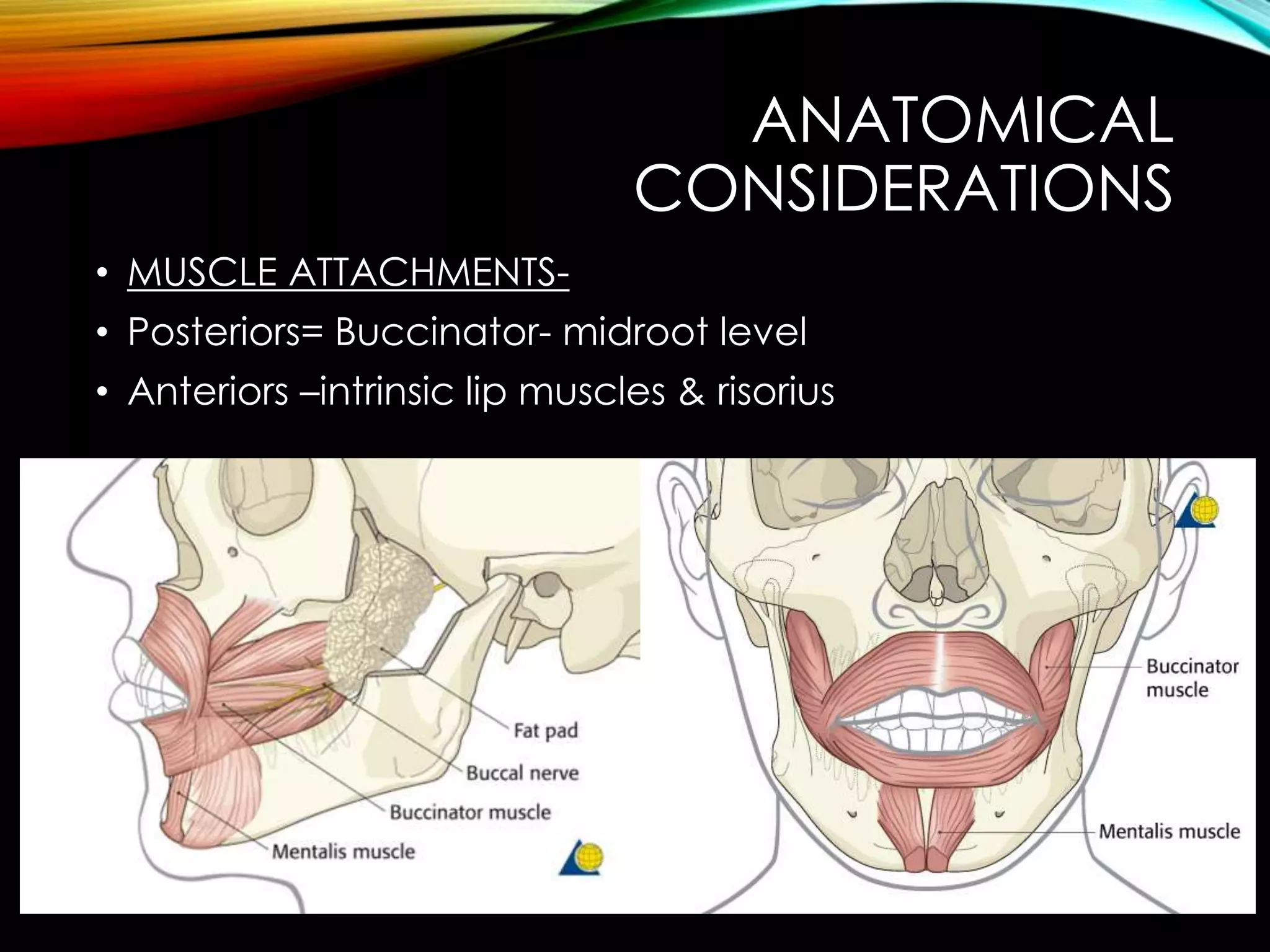 ANATOMICAL 
CONSIDERATIONS 
• MUSCLE ATTACHMENTS- 
• Posteriors= Buccinator- midroot level 
• Anteriors –intrinsic lip muscles & risorius 
 