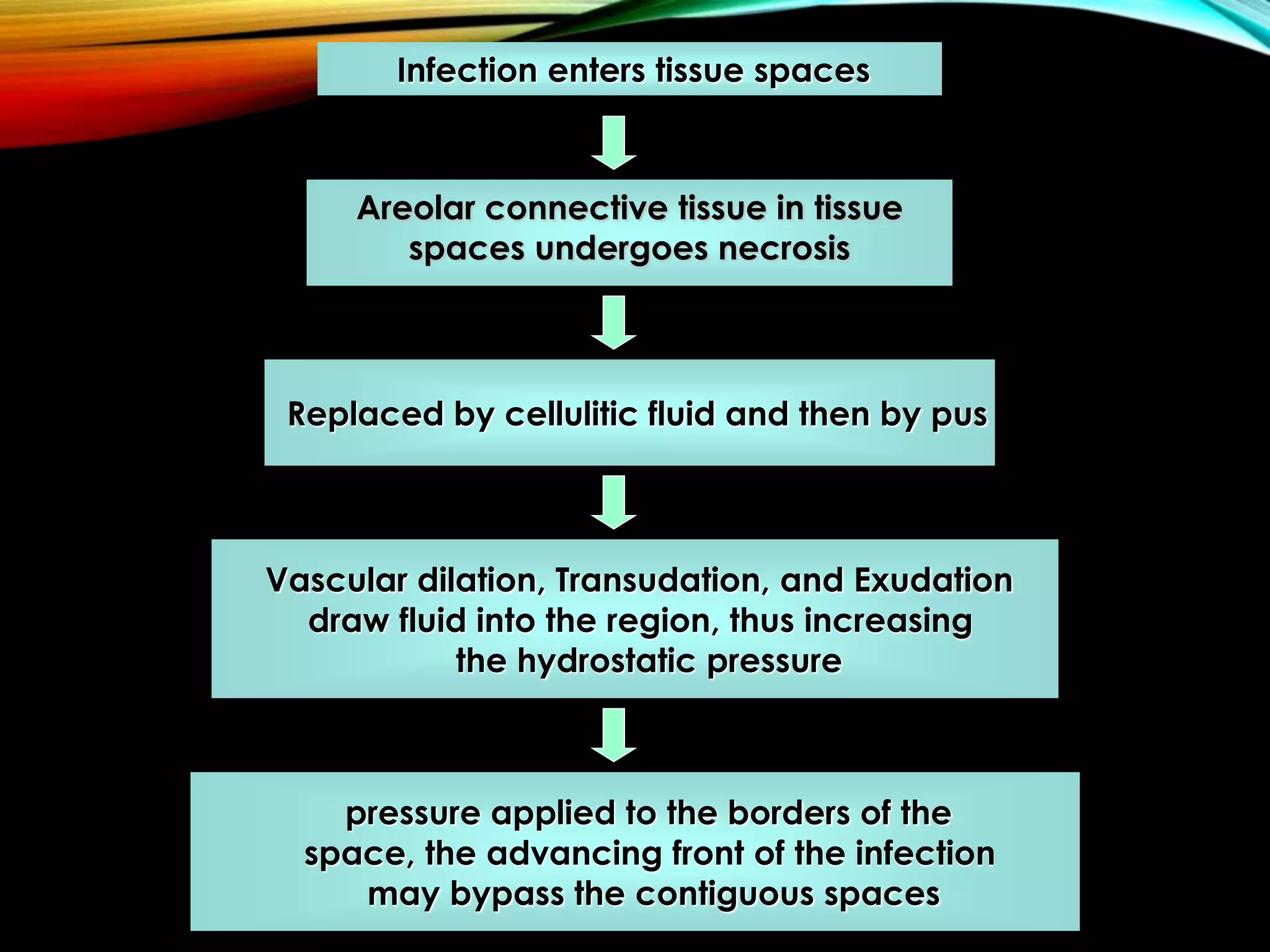 Infection enters tissue spaces 
Areolar connective tissue in tissue 
spaces undergoes necrosis 
Replaced by cellulitic fluid and then by pus 
Vascular dilation, Transudation, and Exudation 
draw fluid into the region, thus increasing 
the hydrostatic pressure 
pressure applied to the borders of the 
space, the advancing front of the infection 
may bypass the contiguous spaces 
 