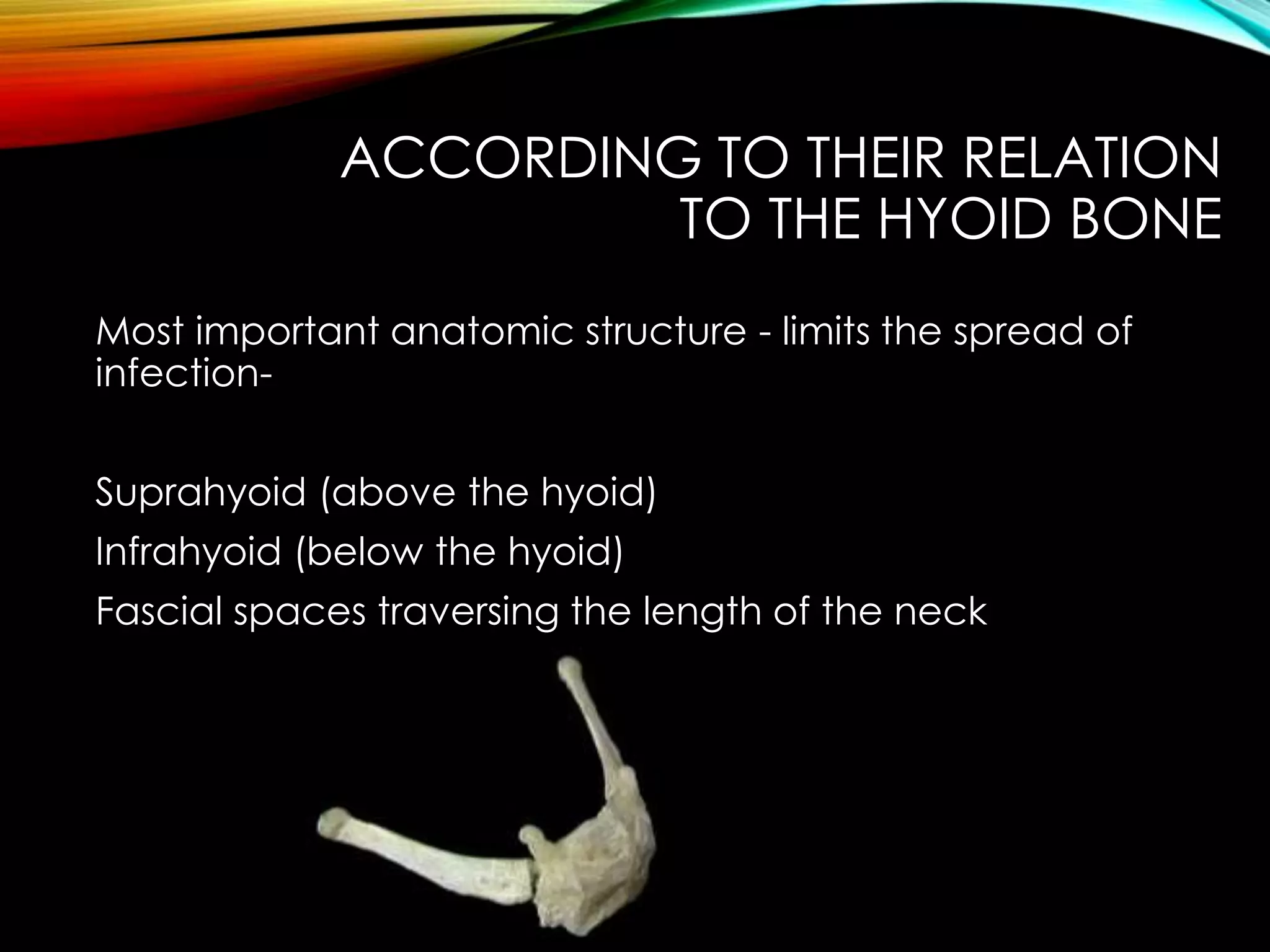 ACCORDING TO THEIR RELATION 
TO THE HYOID BONE 
Most important anatomic structure - limits the spread of 
infection- 
Suprahyoid (above the hyoid) 
Infrahyoid (below the hyoid) 
Fascial spaces traversing the length of the neck 
 