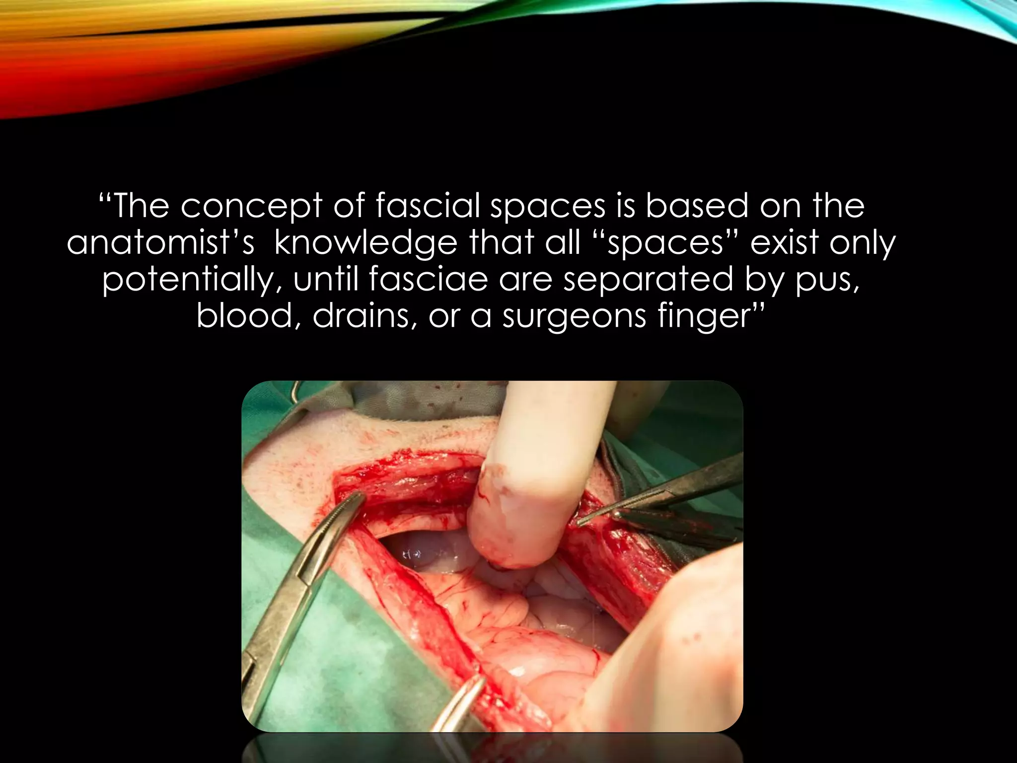 “The concept of fascial spaces is based on the 
anatomist’s knowledge that all “spaces” exist only 
potentially, until fasciae are separated by pus, 
blood, drains, or a surgeons finger” 
 