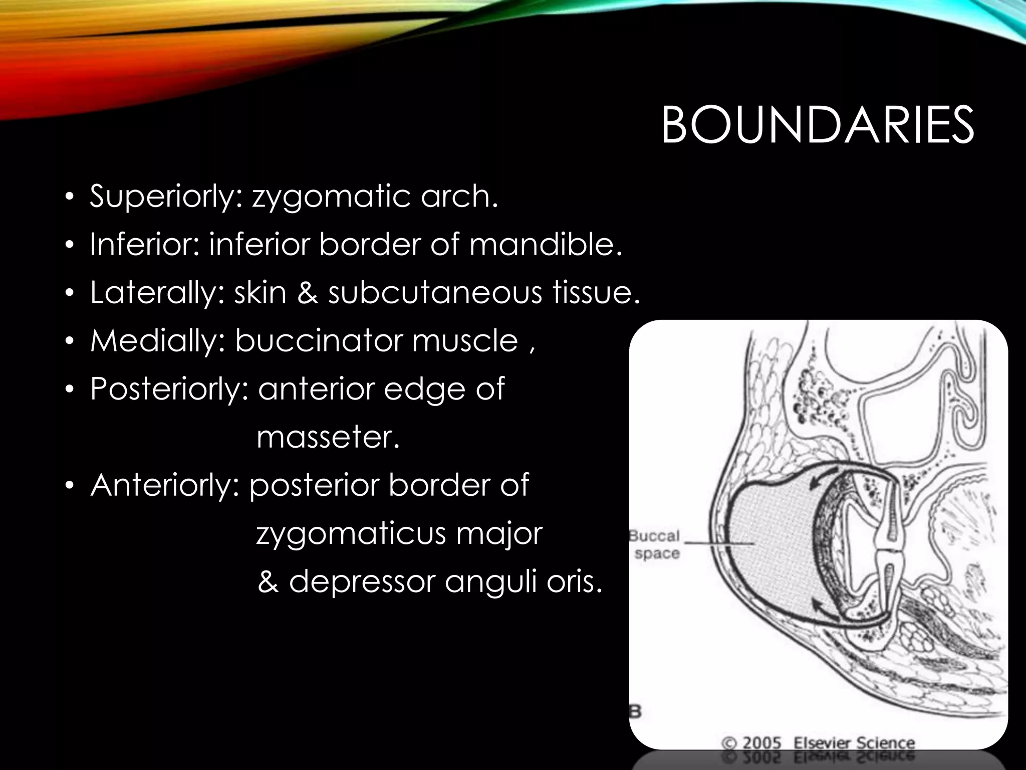 BOUNDARIES 
• Superiorly: zygomatic arch. 
• Inferior: inferior border of mandible. 
• Laterally: skin & subcutaneous tissue. 
• Medially: buccinator muscle , 
• Posteriorly: anterior edge of 
masseter. 
• Anteriorly: posterior border of 
zygomaticus major 
& depressor anguli oris. 
 