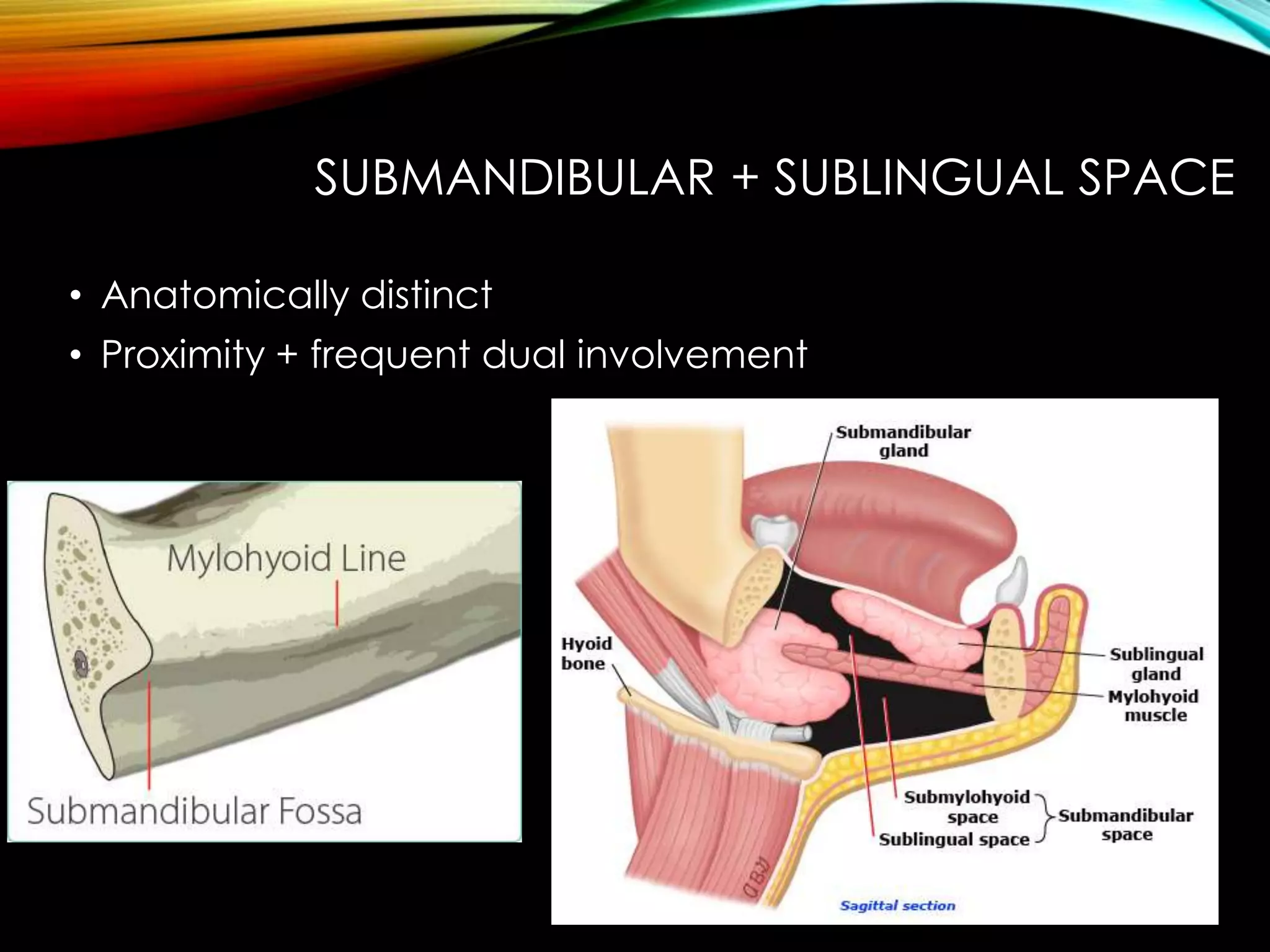 SUBMANDIBULAR + SUBLINGUAL SPACE 
• Anatomically distinct 
• Proximity + frequent dual involvement 
 