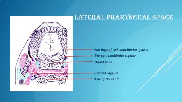 carbohydrate expression in the intestinal mucosa advances in anatomy embryology and cell biology