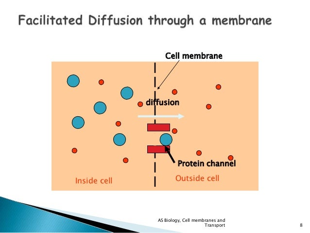 Facilitated diffusion