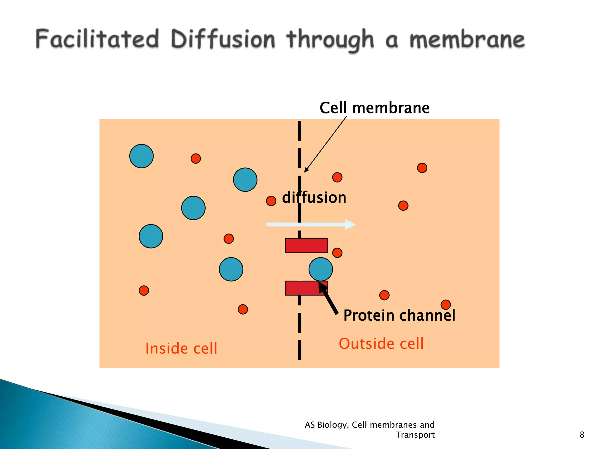 facilitateddiffusion-121126035122-phpapp02 (1).pdf