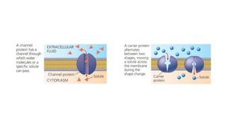 Facilitated diffusion.pptx