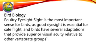 Bird Biology
Poultry Eyesight Sight is the most important
sense for birds, as good eyesight is essential for
safe flight, and birds have several adaptations
that provide superior visual acuity relative to
other vertebrate groups¹.
 