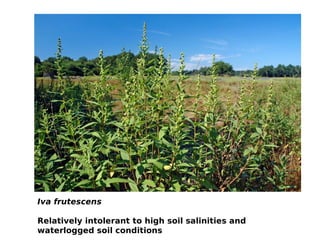 Iva frutescens

Relatively intolerant to high soil salinities and
waterlogged soil conditions
 