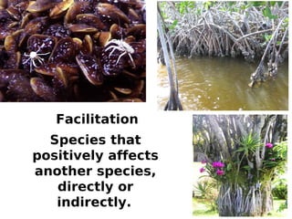 Facilitation
  Species that
positively affects
another species,
   directly or
   indirectly.
 