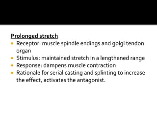 Prolonged stretch
 Receptor: muscle spindle endings and golgi tendon
  organ
 Stimulus: maintained stretch in a lengthened range
 Response: dampens muscle contraction
 Rationale for serial casting and splinting to increase
  the effect, activates the antagonist.
 