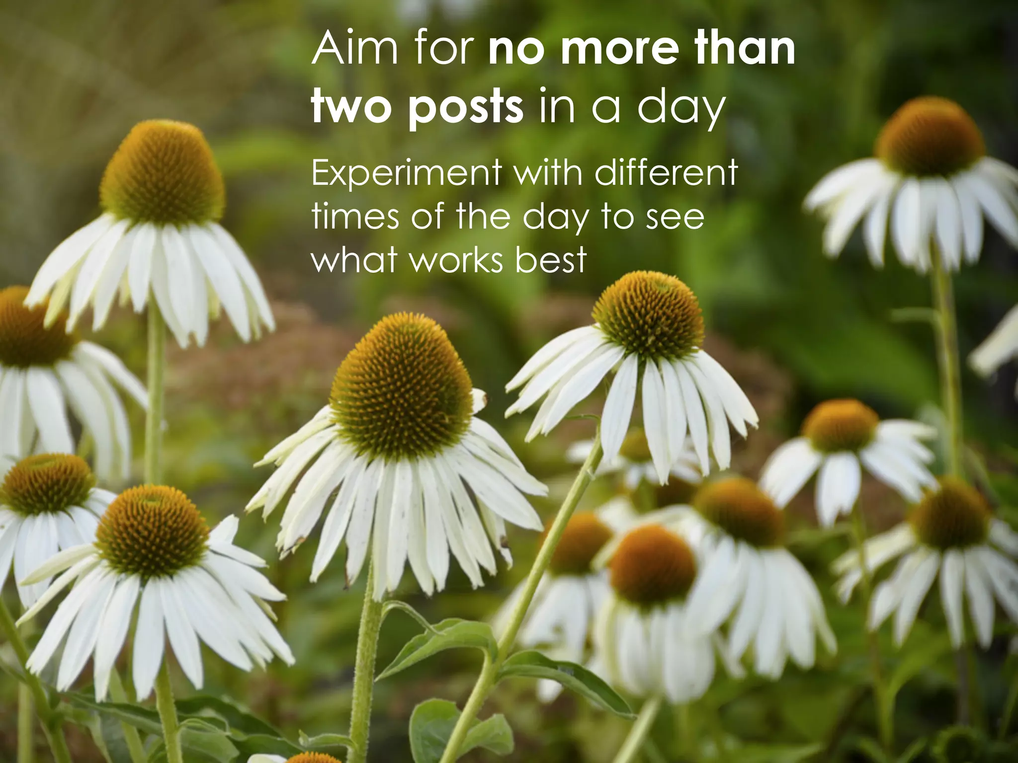 Aim for no more than
two posts in a day
Experiment with different
times of the day to see
what works best
 