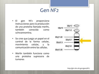 Gen NF2 
• El gen NF2 proporciona 
instrucciones para la producción 
de una proteína llamada merlin, 
también conocida como 
schwannomina. 
• Se cree que juega un papel en el 
control de la forma celular, 
movimiento celular, y la 
comunicación entre las células. 
• Merlin también funciona como 
una proteína supresora de 
tumores 
http://ghr.nlm.nih.gov/gene/NF2 
 