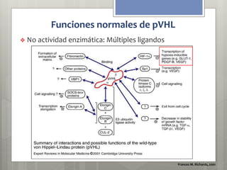 Funciones normales de pVHL 
 No actividad enzimática: Múltiples ligandos 
Frances M. Richards, 2001 
 