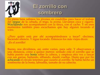 En plena luna salimos los jóvenes en cuadrillas para hacer el trabajo
del siegue de la cebada, el trigo, la avena. Llevamos coca y cigarro.
Waylijiando nos acompañamos con la tinya, con el cacho. Y en esos
momentos también pues escuchamos que hay alguien tocando el
wiro.
-¿Pero quién está por ahí acompañándonos a tocar? -decimos,
haciendo silencio. Y sigue tocando. Entonces los más viejos dicen:
-¡Es el zorrillo!
Bueno, nos dividimos, así, entre varios, para salir. Y observamos a
una distancia, como a quince metros: sentado está el zorrillo que se
había puesto una bosta sobre la cabeza, y empieza otra vez a rascar
con sus garras, bailando, silbando, dando vueltas. Hasta que por fin
achicando el círculo tenemos que cazarlo al zorrillo. Se había hecho un
sombrerito de la bosta, labradita, tamaño de su cabecita.
 
