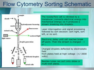 Ffc Sorting Fluorescence- Activated Cell Sorter (FACS) | PPTX