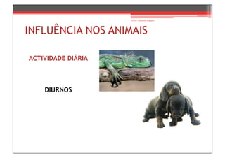 Prof.ª Gabriela Salgado




INFLUÊNCIA NOS ANIMAIS

ACTIVIDADE DIÁRIA



    DIURNOS
 