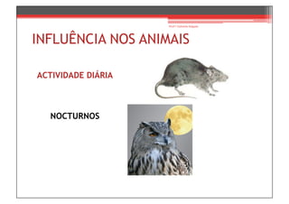 Prof.ª Gabriela Salgado




INFLUÊNCIA NOS ANIMAIS

ACTIVIDADE DIÁRIA



  NOCTURNOS
 