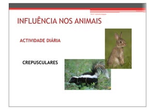 Prof.ª Gabriela Salgado




INFLUÊNCIA NOS ANIMAIS

ACTIVIDADE DIÁRIA



 CREPUSCULARES
 