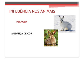 Prof.ª Gabriela Salgado




INFLUÊNCIA NOS ANIMAIS

    PELAGEM



 MUDANÇA DE COR
 