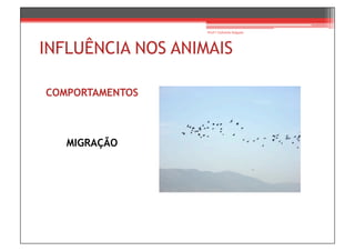 Prof.ª Gabriela Salgado




INFLUÊNCIA NOS ANIMAIS

COMPORTAMENTOS



   MIGRAÇÃO
 