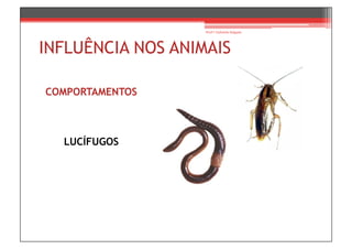 Prof.ª Gabriela Salgado




INFLUÊNCIA NOS ANIMAIS

COMPORTAMENTOS



  LUCÍFUGOS
 