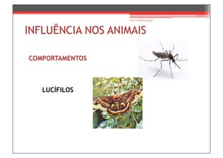 Prof.ª Gabriela Salgado




INFLUÊNCIA NOS ANIMAIS

COMPORTAMENTOS



   LUCÍFILOS
 