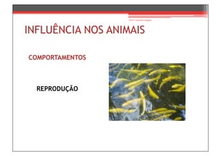 Prof.ª Gabriela Salgado




INFLUÊNCIA NOS ANIMAIS

COMPORTAMENTOS



  REPRODUÇÃO
 