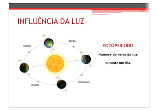 Prof.ª Gabriela Salgado




INFLUÊNCIA DA LUZ


                                  FOTOPERÍODO
                            Número de horas de luz

                                      durante um dia.
 