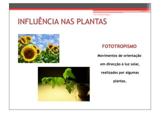 Prof.ª Gabriela Salgado




INFLUÊNCIA NAS PLANTAS


                              FOTOTROPISMO
                       Movimentos de orientação

                           em direcção à luz solar,

                            realizados por algumas

                                            plantas.
 