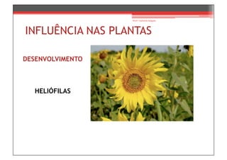 Prof.ª Gabriela Salgado




INFLUÊNCIA NAS PLANTAS

DESENVOLVIMENTO



  HELIÓFILAS
 