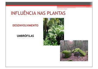 Prof.ª Gabriela Salgado




INFLUÊNCIA NAS PLANTAS

DESENVOLVIMENTO


  UMBRÓFILAS
 