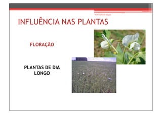 Prof.ª Gabriela Salgado




INFLUÊNCIA NAS PLANTAS

   FLORAÇÃO



 PLANTAS DE DIA
    LONGO
 