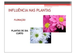 Prof.ª Gabriela Salgado




INFLUÊNCIA NAS PLANTAS

   FLORAÇÃO



 PLANTAS DE DIA
     CURTO
 
