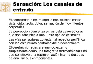 Sensación: Los canales de
entrada
El conocimiento del mundo lo construimos con la
vista, oido, tacto, dolor, sensación de movimientos
corporales
La percepción comienza en las celulas receptoras
que son sensibles a uno u otro tipo de estimulos
Las vías sensoriales conectan al receptor periférico
con las estructuras centrales del procesamiento
El cerebro no registra el mundo externo
simplemente como una fotografía tridimensional sino
que construye una representación interna despues
de analizar sus componentes
 