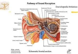 Enciclopedia británica
 