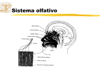Sistema olfativo
 