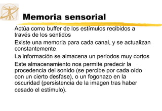 Memoria sensorial
Actúa como buffer de los estímulos recibidos a
través de los sentidos
Existe una memoria para cada canal, y se actualizan
constantemente
La información se almacena un periodos muy cortos
Este almacenamiento nos permite predecir la
procedencia del sonido (se percibe por cada oído
con un cierto desfase), o un fogonazo en la
oscuridad (persistencia de la imagen tras haber
cesado el estímulo).
 