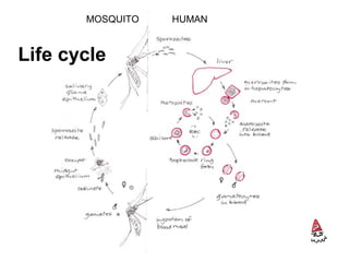 Life cycle
MOSQUITO HUMAN
 
