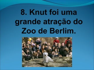 8. Knut foi uma 
grande atração do 
Zoo de Berlim. 
 