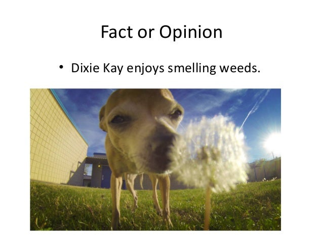 Fact Or Opinion Game