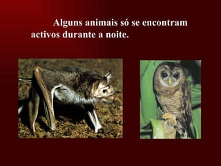 Alguns animais só se encontram activos durante a noite. 