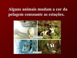 Alguns animais mudam a cor da pelagem consoante as estações. 