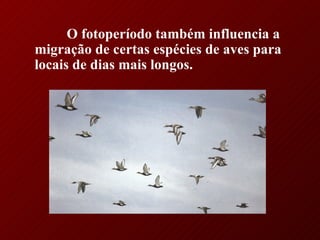 O fotoperíodo também influencia a migração de certas espécies de aves para locais de dias mais longos. 