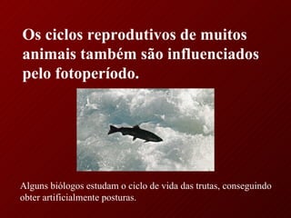 Os ciclos reprodutivos de muitos animais também são influenciados pelo fotoperíodo. Alguns biólogos estudam o ciclo de vida das trutas, conseguindo obter artificialmente posturas. 