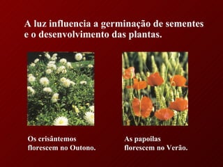 A luz influencia a germinação de sementes e o desenvolvimento das plantas. Os crisântemos florescem no Outono. As papoilas florescem no Verão. 
