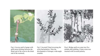 Fig 4. Inverse graft of grape with
graft union forming between the
distal end of the scion to the distal
end of the rootstock.
Fig 5. Inverted T-bud (reversing the
scion bud polarity). Note the
development of stronger, wide-angle
crotches
Fig 6. Bridge graft on a pear tree five
months after grafting. Center scion was
inserted with reversed polarity.
 