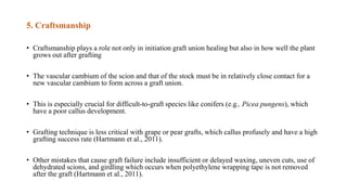 5. Craftsmanship
• Craftsmanship plays a role not only in initiation graft union healing but also in how well the plant
grows out after grafting
• The vascular cambium of the scion and that of the stock must be in relatively close contact for a
new vascular cambium to form across a graft union.
• This is especially crucial for difficult-to-graft species like conifers (e.g., Picea pungens), which
have a poor callus development.
• Grafting technique is less critical with grape or pear grafts, which callus profusely and have a high
grafting success rate (Hartmann et al., 2011).
• Other mistakes that cause graft failure include insufficient or delayed waxing, uneven cuts, use of
dehydrated scions, and girdling which occurs when polyethylene wrapping tape is not removed
after the graft (Hartmann et al., 2011).
 