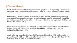 6. Pests and diseases
• Graft union failures caused by pathogens resembles symptoms of incompatibility. Contamination
by viruses, insects, or disease organisms can put a stress on a grafted plant that is already stressed.
• Incompatibility was once reported for the failure of sweet orange (Citrus sinensis) budded onto
sour orange (Citrus aurantium) rootstock in South Africa and Java, but it was actually caused by
the Tristeza virus, which is tolerated by sweet orange but fatal to sour orange rootstock (Bitters and
Parker, 1953; Webber, 1943).
• Other examples include black line in English walnut (Juglans regia) rootstock caused by Cherry
leafroll virus, which infects sensitive walnut rootstocks and kills the scion in 2 to 6 years
(Mircetich and Rowhani, 1984).
• Apple union necrosis and decline (AUND) (Cummins and Gonsalves, 1982) and brown line of
prune (Mircetich and Hoy, 1981) is caused by tomato mosaic virus and is spread to the rootstocks
and then to the graft union by soil-borne nematodes.
 